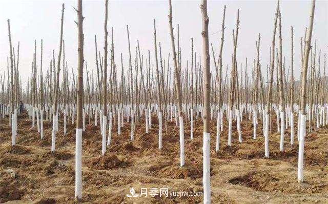 绿化苗木什么时间涂白效果最好,有哪些基本要求(图1) 绿化苗木什么时间涂白效果最好,有哪些基本要求(图1)