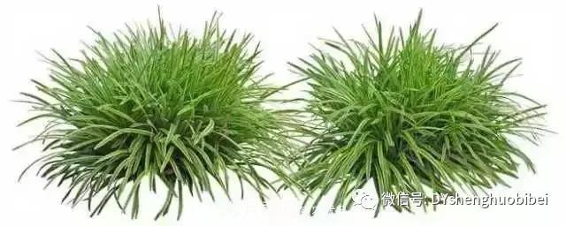 苗木必备基本常识手册(图9) 苗木必备基本常识手册(图9)