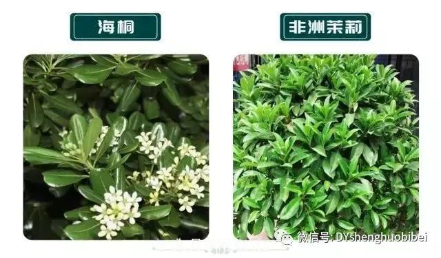 苗木必备基本常识手册(图7) 苗木必备基本常识手册(图7)