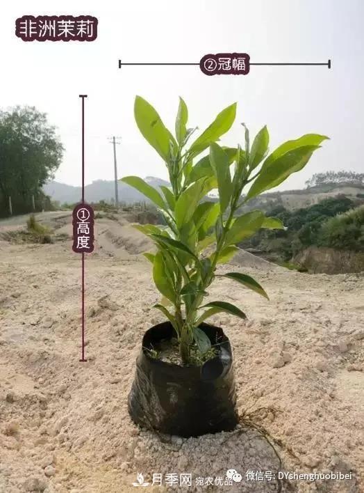 苗木必备基本常识手册(图10) 苗木必备基本常识手册(图10)