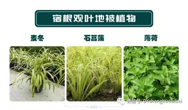 苗木必备基本常识手册(图13) 苗木必备基本常识手册(图13)