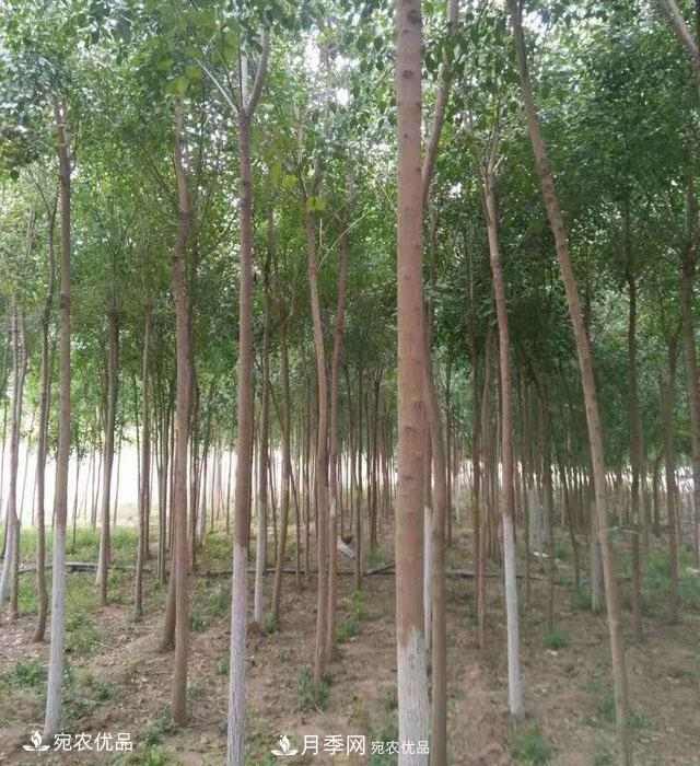 南阳绿化苗木基地的建设与整地施肥(图1)