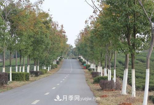 绿化苗木什么时间涂白效果最好,有哪些基本要求(图2) 绿化苗木什么时间涂白效果最好,有哪些基本要求(图2)