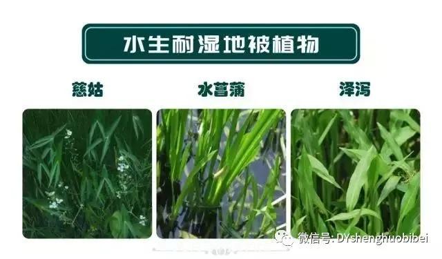 苗木必备基本常识手册(图14) 苗木必备基本常识手册(图14)