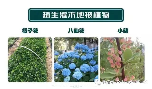 苗木必备基本常识手册(图16) 苗木必备基本常识手册(图16)