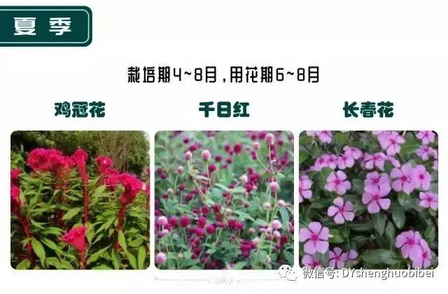 苗木必备基本常识手册(图20) 苗木必备基本常识手册(图20)