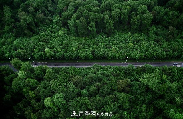 2020年度全国苗木供需分析报告，这些苗木市场需求大(图1)