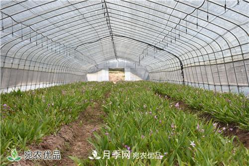 白芨种苗应该怎么挑选?种植方法是什么?南阳基地为你讲解(图2) 白芨种苗应该怎么挑选?种植方法是什么?南阳基地为你讲解(图2)