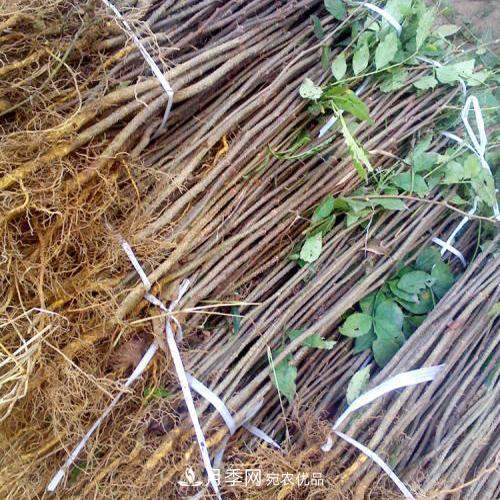 南阳方城博望黄金梨2年3年生梨树苗基地批发价格(图3)