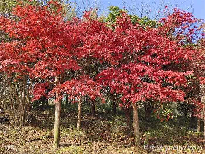 美国红枫苗木种植时八点修剪建议(图1)
