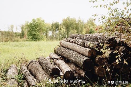 秋季苗木起出后没及时栽植怎么办,教你几招(图1) 秋季苗木起出后没及时栽植怎么办,教你几招(图1)