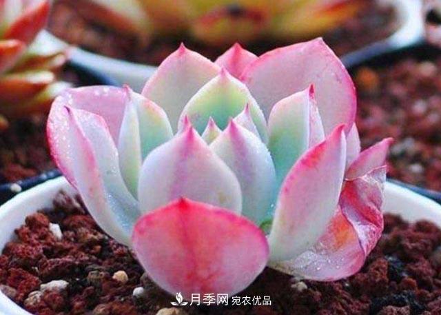 10月养多肉,记住16字“诀窍”,美出“新高度”(图1) 10月养多肉,记住16字“诀窍”,美出“新高度”(图1)