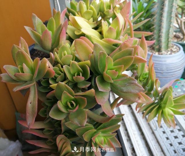 10月养多肉,记住16字“诀窍”,美出“新高度”(图2) 10月养多肉,记住16字“诀窍”,美出“新高度”(图2)