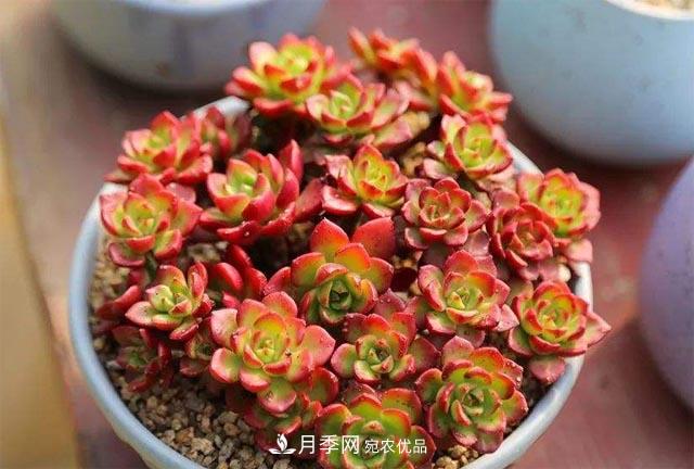 10月养多肉,记住16字“诀窍”,美出“新高度”(图3) 10月养多肉,记住16字“诀窍”,美出“新高度”(图3)