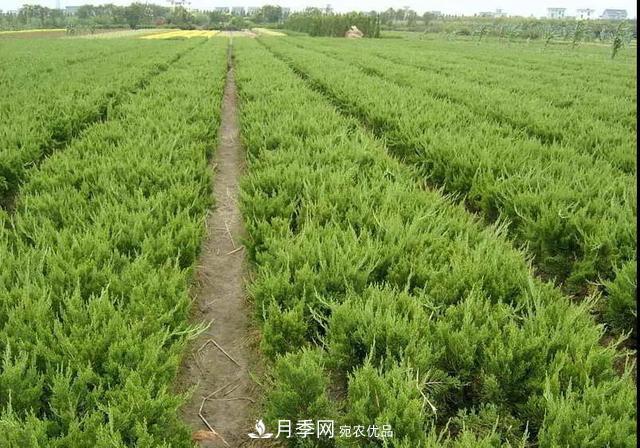 这些中国著名苗木产地你知道几个?值得收藏!(图4) 这些中国著名苗木产地你知道几个?值得收藏!(图4)