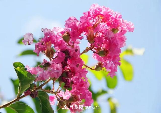 紫薇花木日常管理养护小妙招,型美叶绿花艳,谁看都羡慕(图1) 紫薇花木日常管理养护小妙招,型美叶绿花艳,谁看都羡慕(图1)