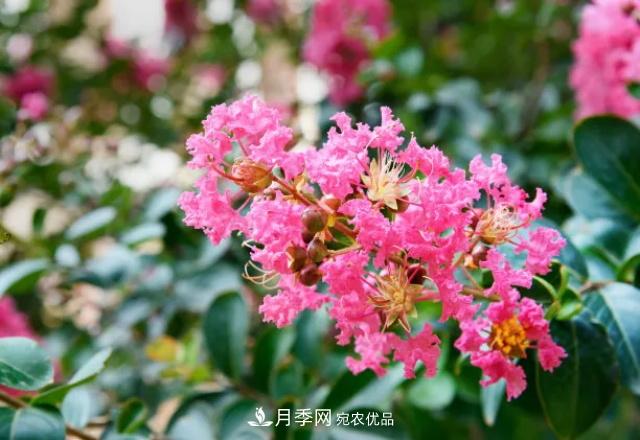 紫薇花木日常管理养护小妙招,型美叶绿花艳,谁看都羡慕(图3) 紫薇花木日常管理养护小妙招,型美叶绿花艳,谁看都羡慕(图3)