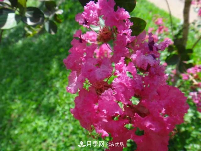 紫薇花木日常管理养护小妙招,型美叶绿花艳,谁看都羡慕(图2) 紫薇花木日常管理养护小妙招,型美叶绿花艳,谁看都羡慕(图2)