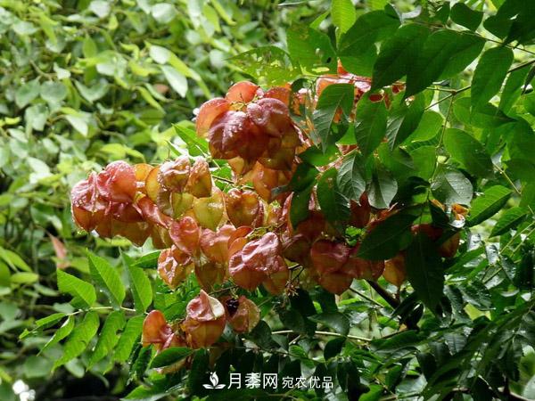 南阳苗木:复羽叶栾树与栾树区别(图1) 南阳苗木:复羽叶栾树与栾树区别(图1)