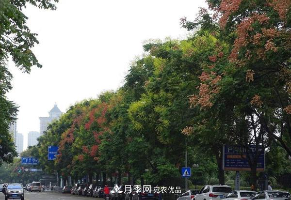 南阳苗木:复羽叶栾树与栾树区别(图3) 南阳苗木:复羽叶栾树与栾树区别(图3)