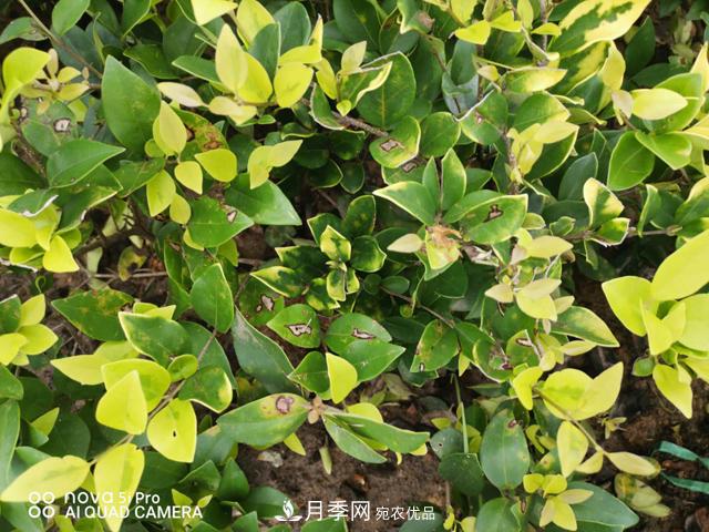 园林苗木重要病害——炭疽病的防治小方法(图1) 园林苗木重要病害——炭疽病的防治小方法(图1)