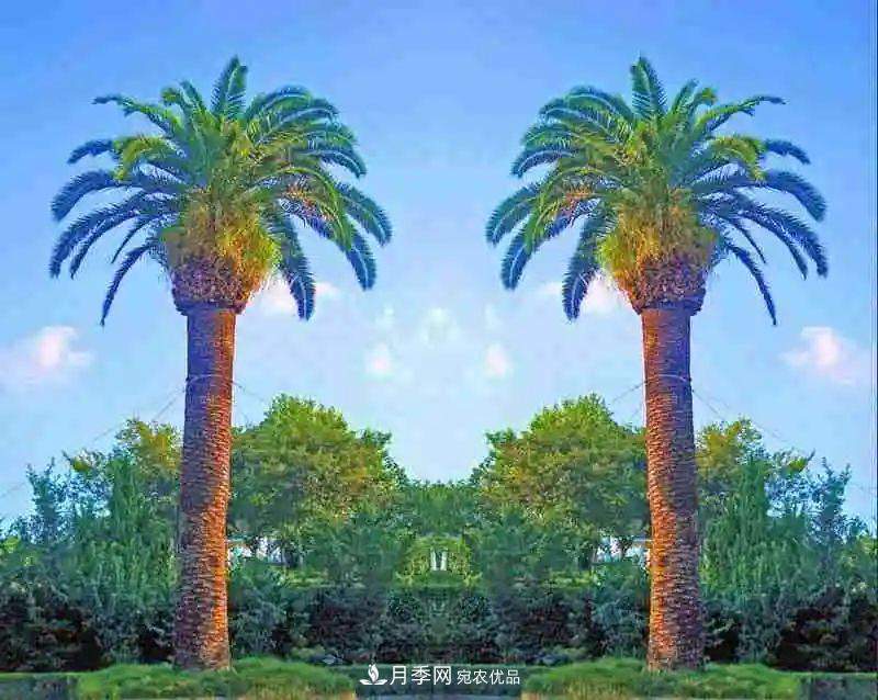 这些5种高端苗木向来就是“抢手货”，你知道几个？(图3)