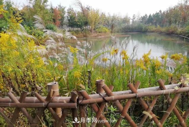 草木人间,霜降来临,黄莺花盛开(图1) 草木人间,霜降来临,黄莺花盛开(图1)