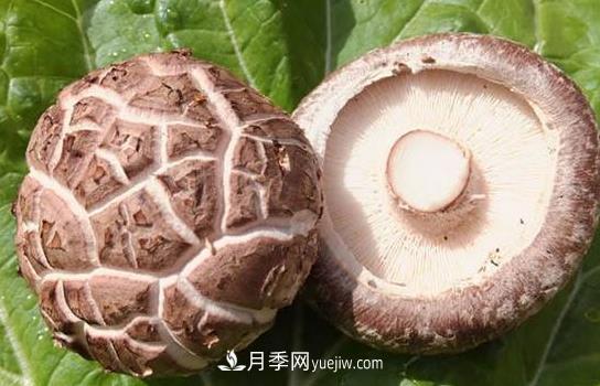 河南西峡:小香菇三级跳育出百亿大产业——伏牛山看新变(图2) 河南西峡:小香菇三级跳育出百亿大产业——伏牛山看新变(图2)