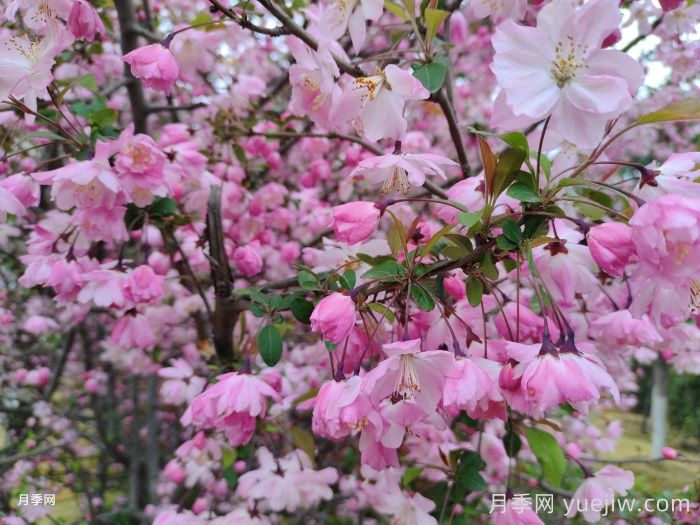 园林绿化小乔木的品种和应用(图1) 园林绿化小乔木的品种和应用(图1)