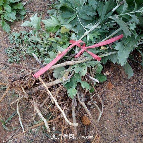 南阳艾草种植年产值达数亿元 宛艾艾根艾苗专供在这里(图2) 南阳艾草种植年产值达数亿元 宛艾艾根艾苗专供在这里(图2)