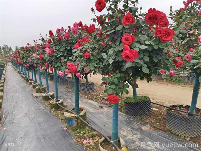 南阳市卧龙区森景月季基地，树状月季和月季裸根苗上市欢迎采购(图2)