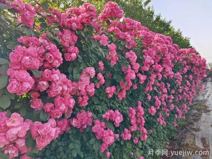 南阳市卧龙区森景月季基地，树状月季和月季裸根苗上市欢迎采购(图1)