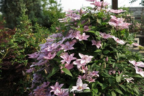 铁线莲花卉十大必买品种有哪些?(图1) 铁线莲花卉十大必买品种有哪些?(图1)