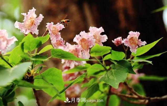 9种未来会大火的乡土观花乔木(图1) 9种未来会大火的乡土观花乔木(图1)