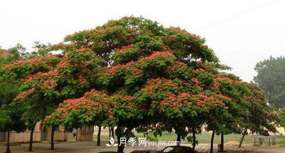 9种未来会大火的乡土观花乔木(图7) 9种未来会大火的乡土观花乔木(图7)