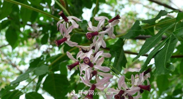 9种未来会大火的乡土观花乔木(图5) 9种未来会大火的乡土观花乔木(图5)