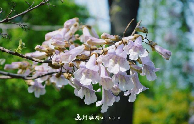 9种未来会大火的乡土观花乔木(图6) 9种未来会大火的乡土观花乔木(图6)