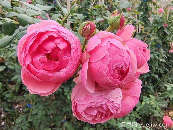 威海适合养月季花吗?市花和市树是什么?(图1) 威海适合养月季花吗?市花和市树是什么?(图1)