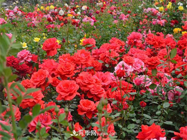 鹰潭月季文化(图2) 鹰潭月季文化(图2)