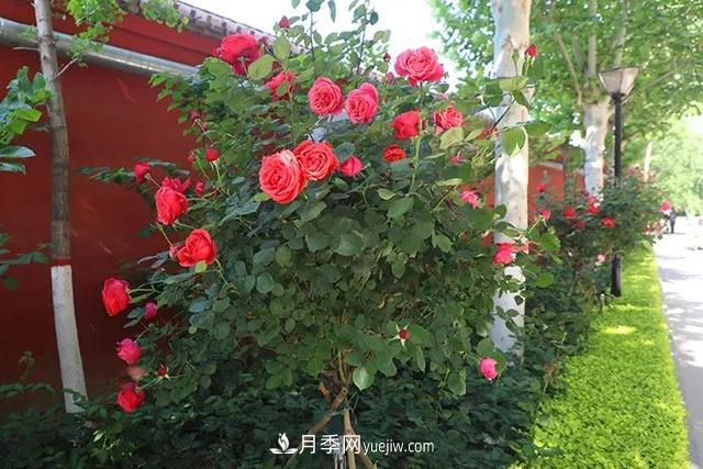 校园绿化苗木选哪些？小学绿化树种|中学绿化树种(图1)