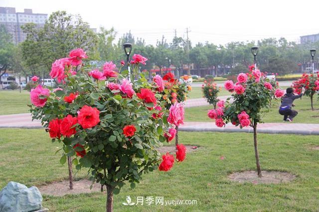 园林绿化苗木的施肥特点和注意事项(图1) 园林绿化苗木的施肥特点和注意事项(图1)