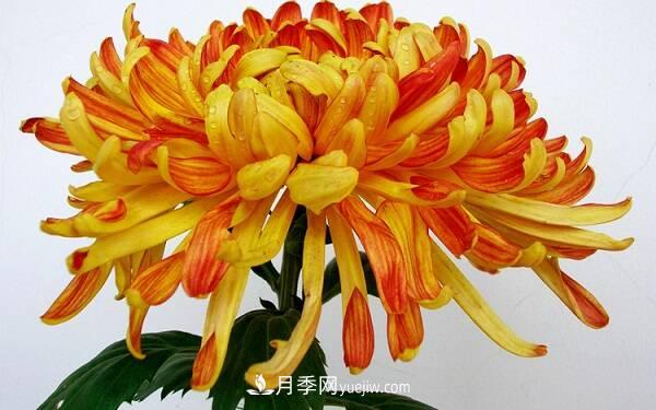 菊花 菊花种类大全,菊花有多少个品种(图1)