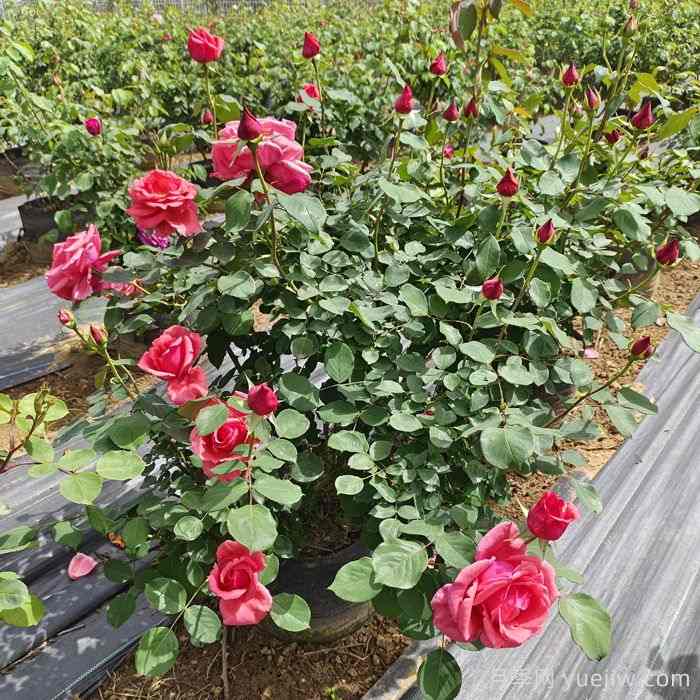 园林绿化中正确选择合适绿化苗木 (图2) 园林绿化中正确选择合适绿化苗木 (图2)