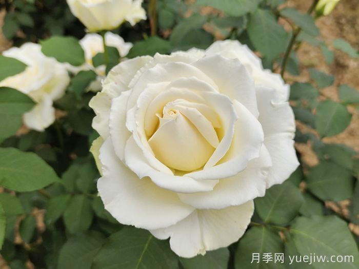 玫瑰花语是什么？盘点五个颜色的玫瑰花语(图3)