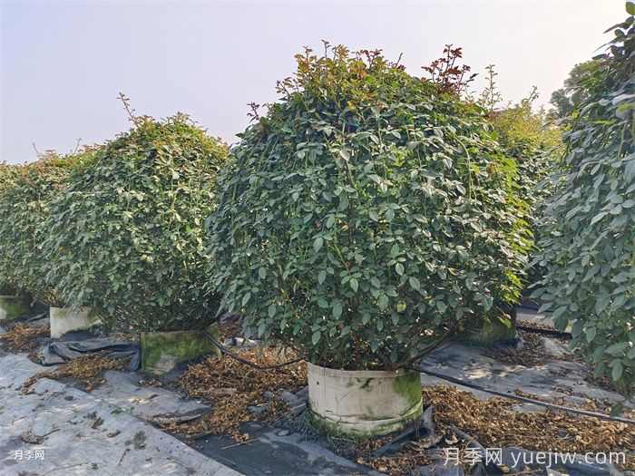 9月园林花木养护工作要点(图2)