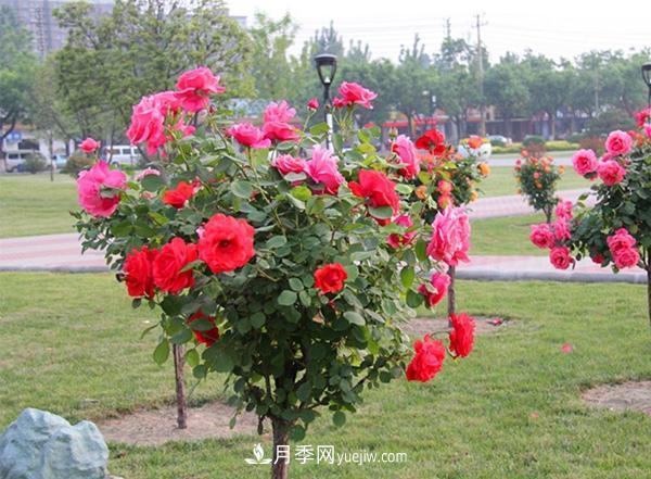 这些苗木术语每个苗木人必须要掌握!(图1) 这些苗木术语每个苗木人必须要掌握!(图1)