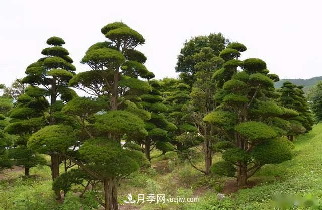 苗木人还有什么新路线可以走?(图1) 苗木人还有什么新路线可以走?(图1)