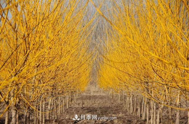 苗木人还有什么新路线可以走?(图2) 苗木人还有什么新路线可以走?(图2)