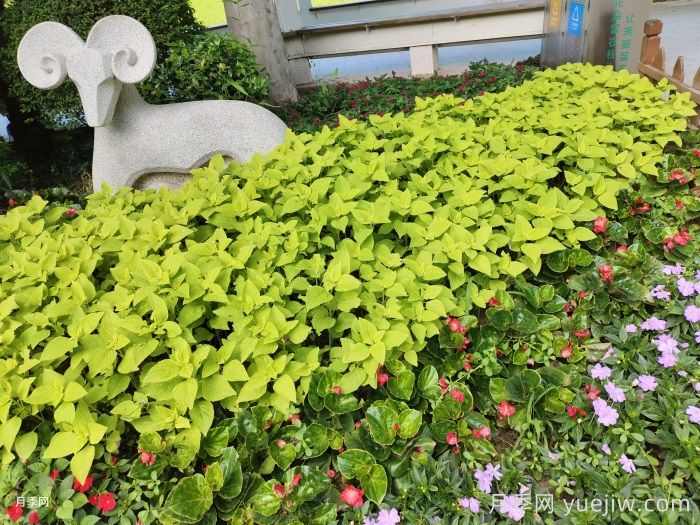 如何运用植物色彩方案配置路缘花境?(图1) 如何运用植物色彩方案配置路缘花境?(图1)