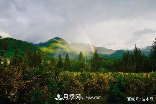 苗木要想反季节栽植,最重要的是这几步(图3) 苗木要想反季节栽植,最重要的是这几步(图3)